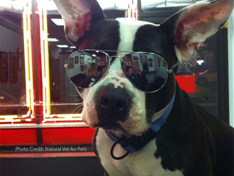 Rescued pit bull with sunglasses