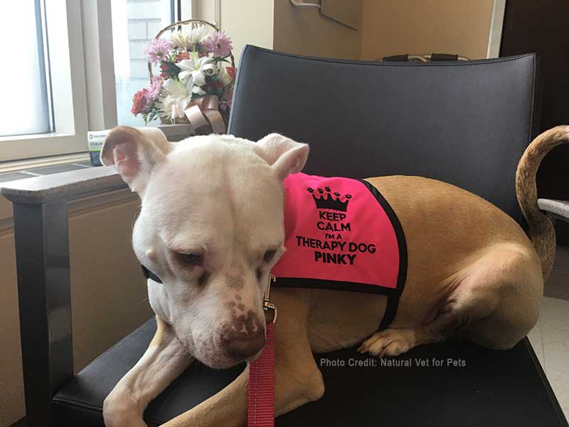 Pinky, Therapy Dog