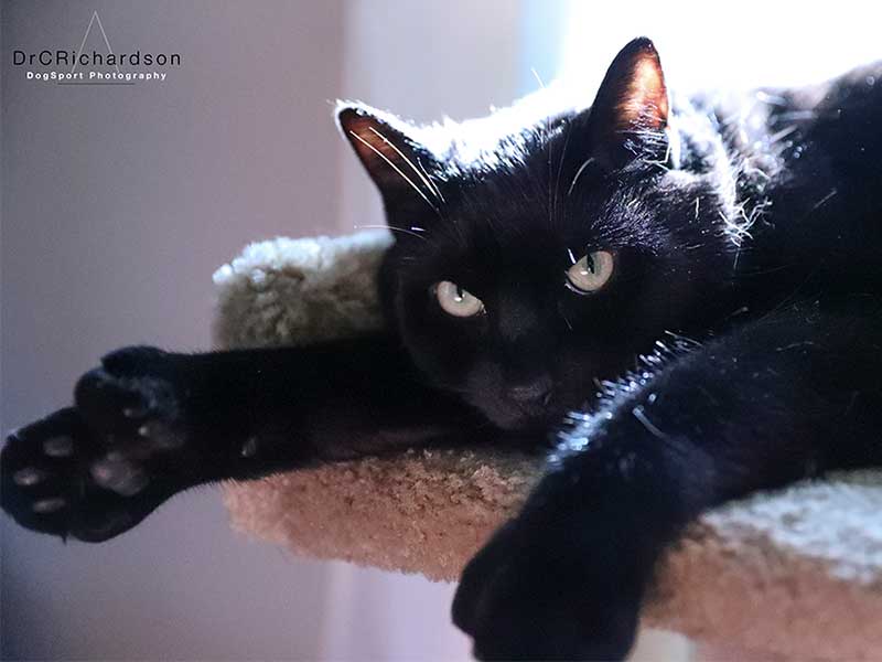 Black cat lounging on cat tree