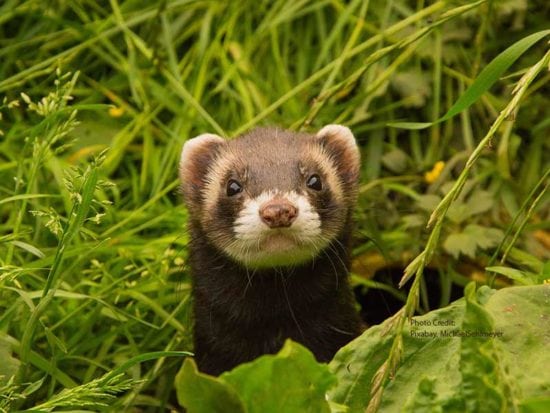 Care and feeding of rabbits, guinea pigs, ferrets resources